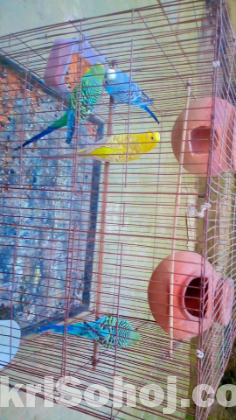 Bazrigar bird